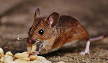 24 Hour & Emergency Exterminators in Valley Chapel, WV